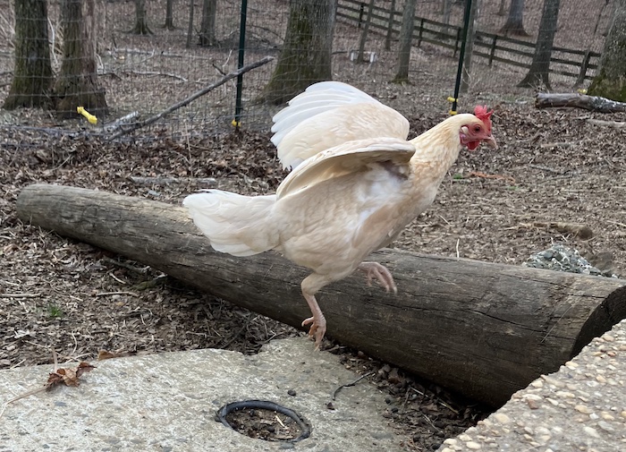 Thelma, our bantam chicken